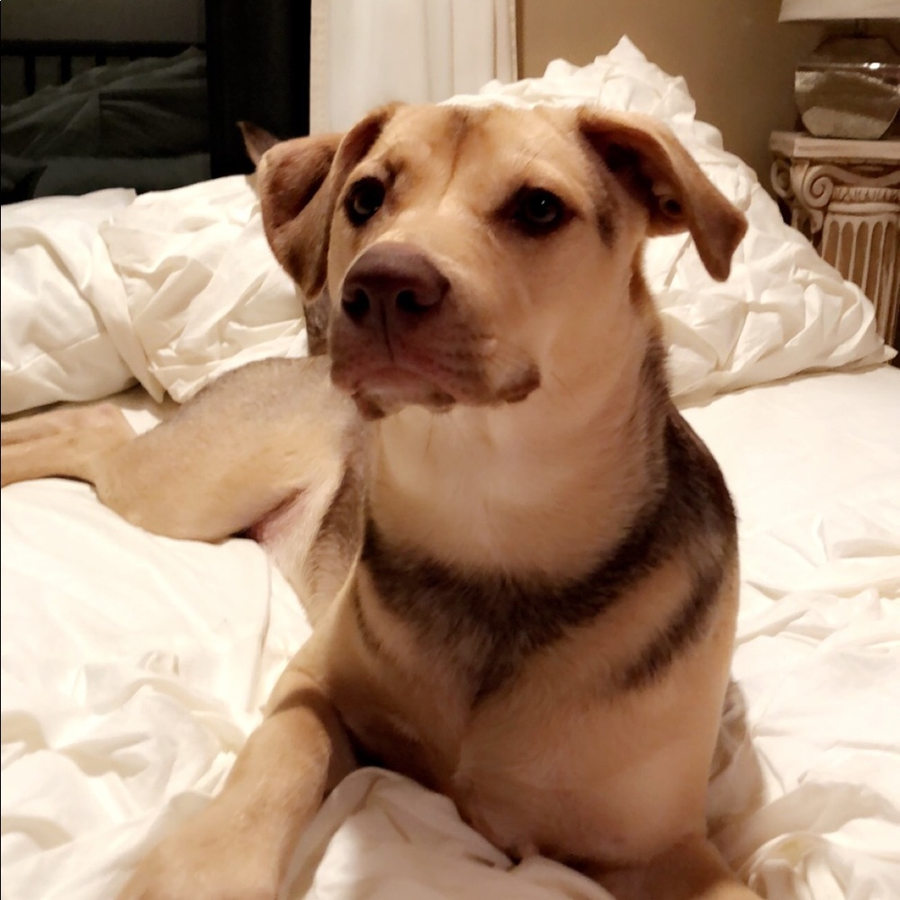 Meet your Posher, Elysia